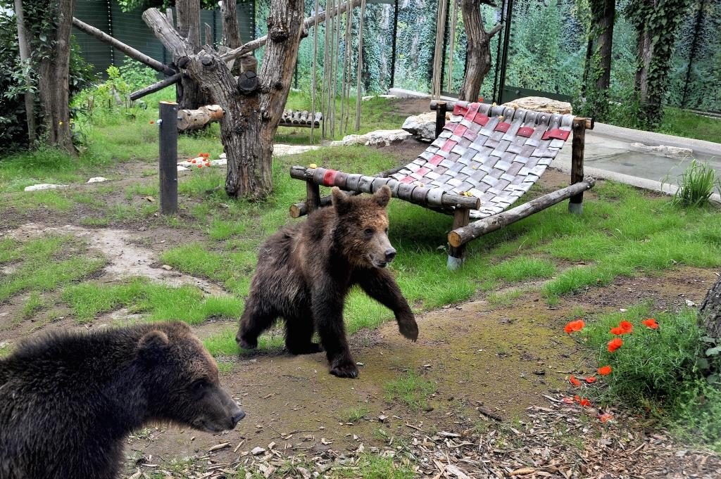 orsi Albania Bioparco Roma