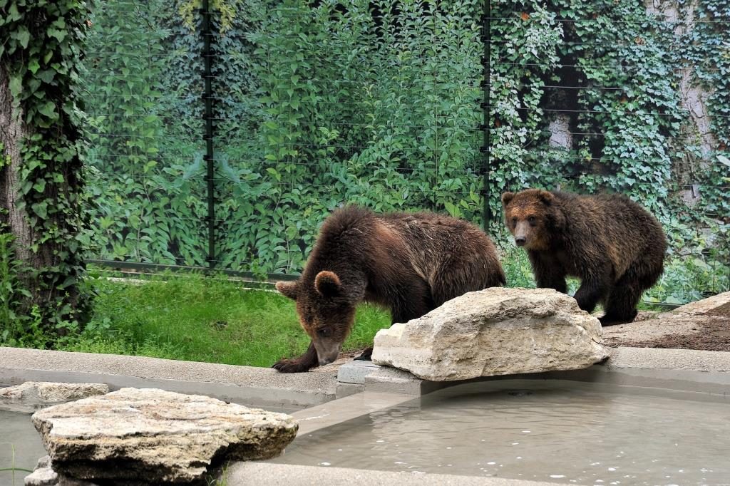 orsi Albania Bioparco Roma