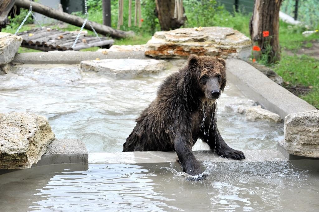 orsi Albania Bioparco Roma