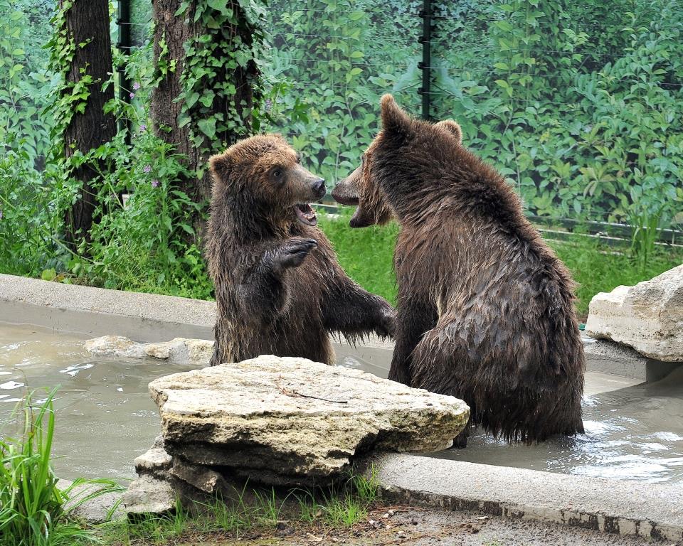 orsi Albania Bioparco Roma