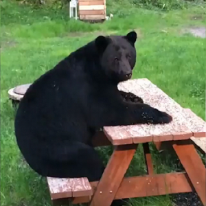 orso alaska