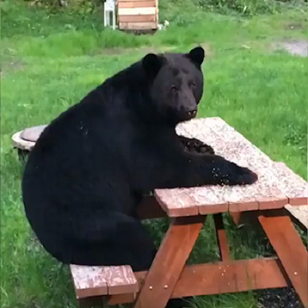 orso alaska