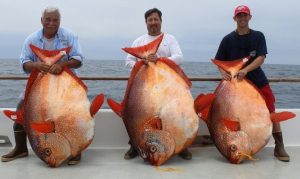 pesce re opah