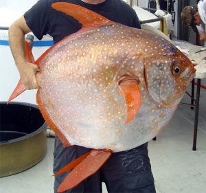 pesce re opah