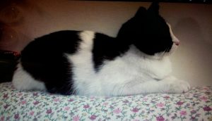 sissi gattina scomparsa