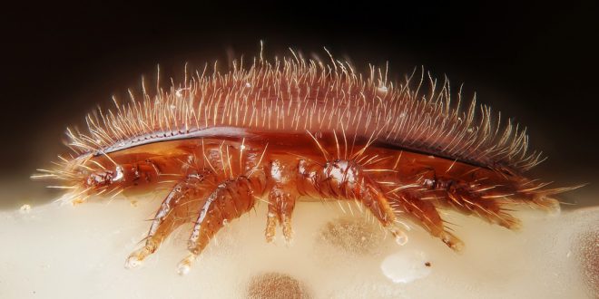 varroa