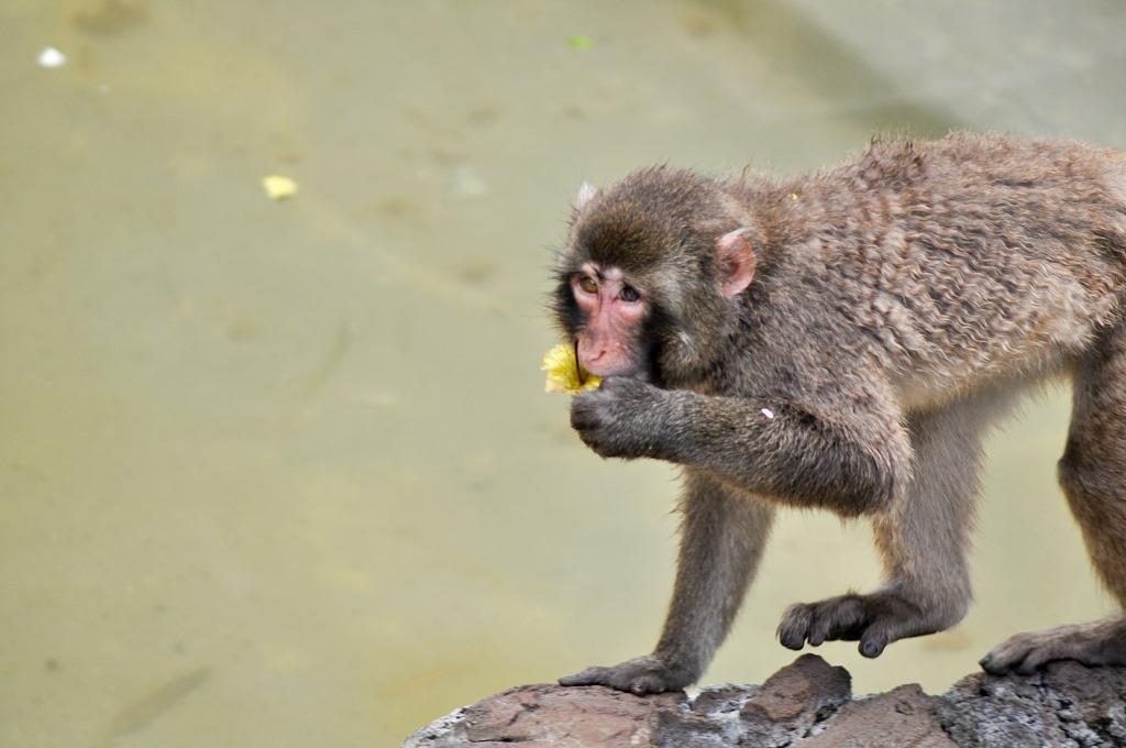 Bioparco di Roma