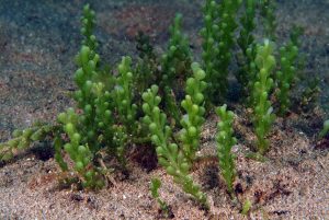 Caulerpa sabbia