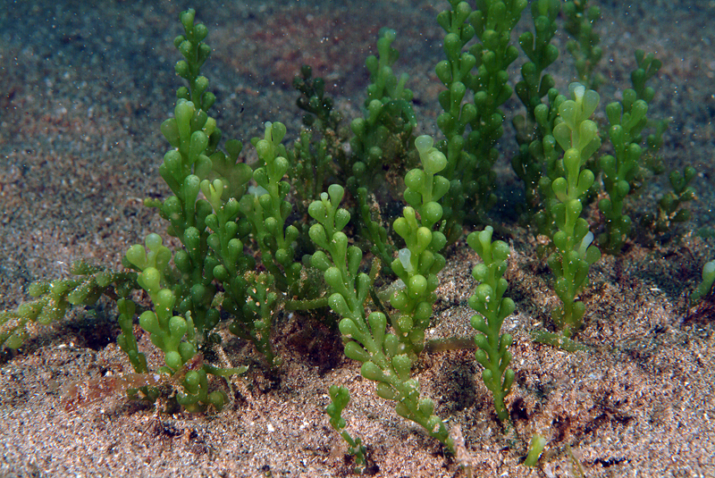 Caulerpa sabbia