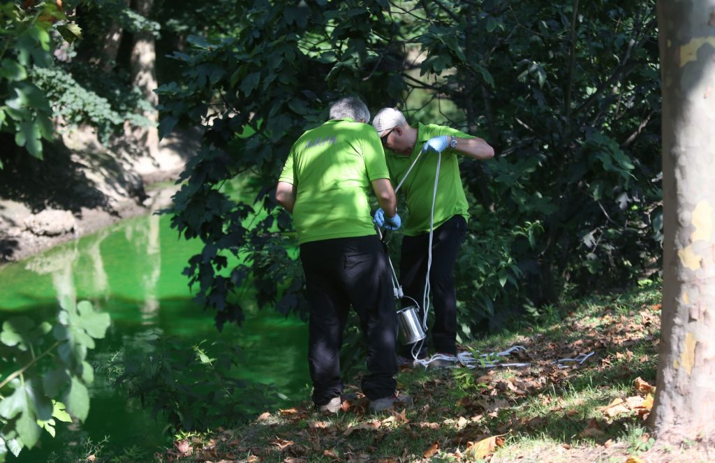 Lambro verde fluorescente