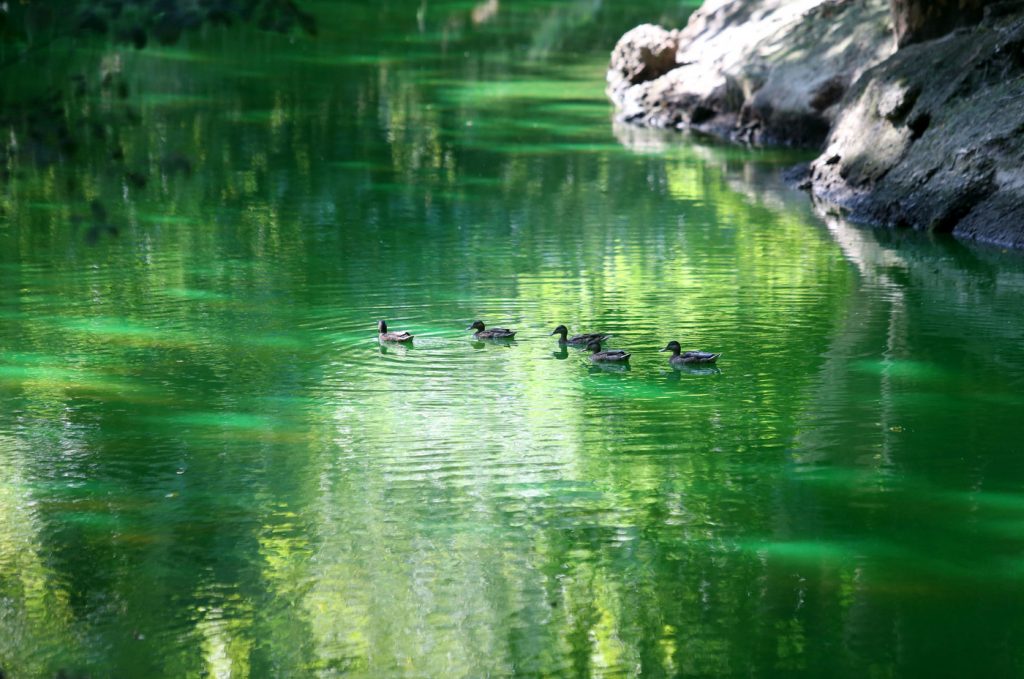 Lambro verde fluorescente