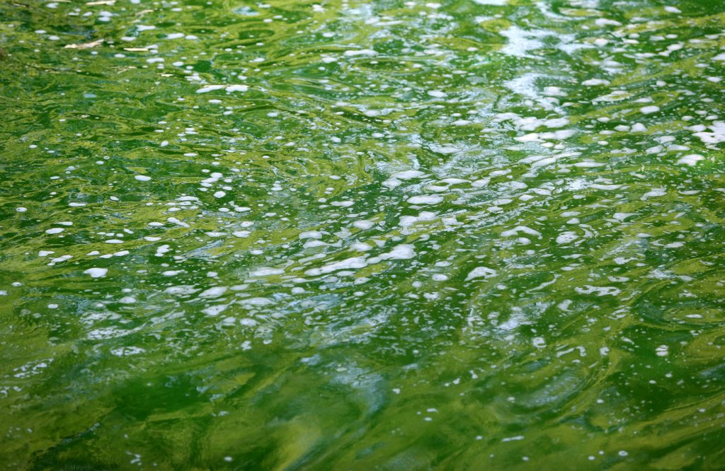 Lambro verde fluorescente
