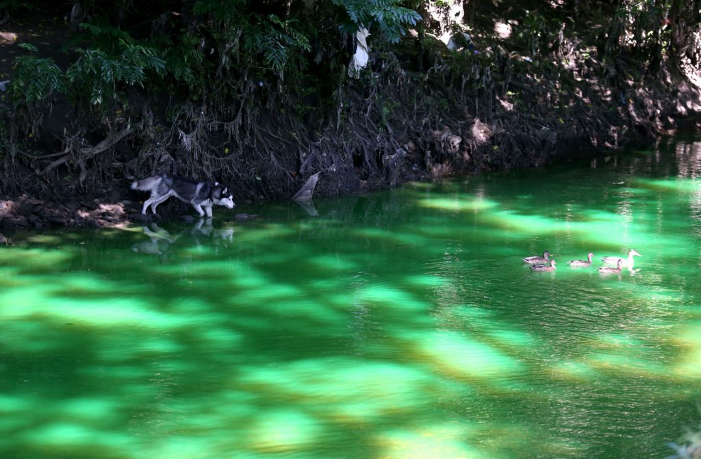 Lambro verde fluorescente