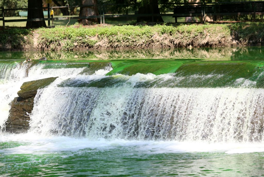 Lambro verde fluorescente