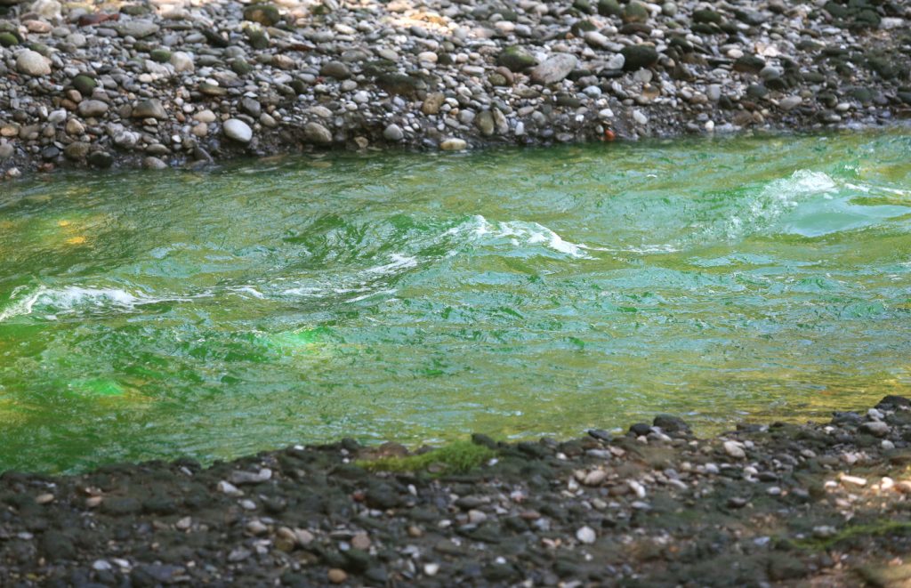 Lambro verde fluorescente