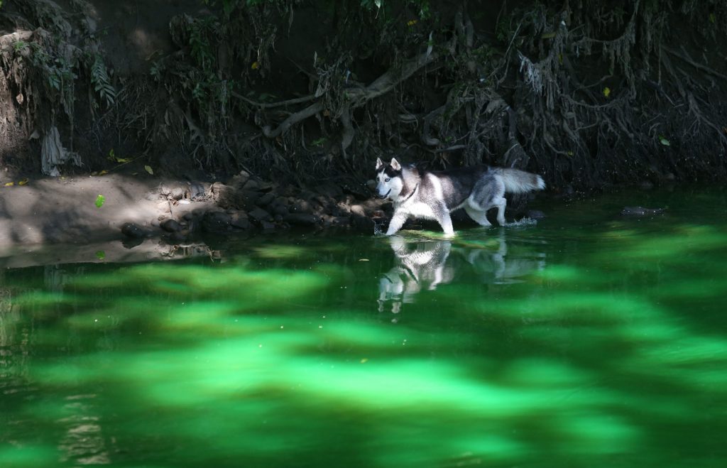 Lambro verde fluorescente