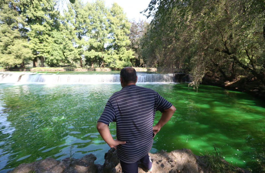 Lambro verde fluorescente