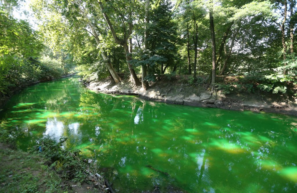 Lambro verde fluorescente