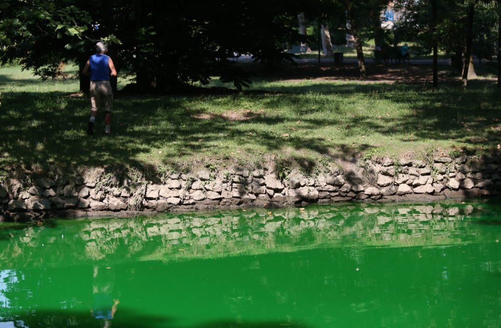 Lambro verde fluorescente