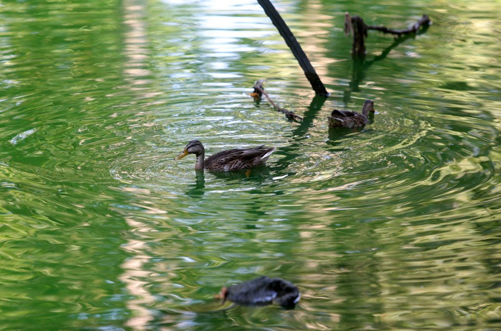 Lambro verde fluorescente