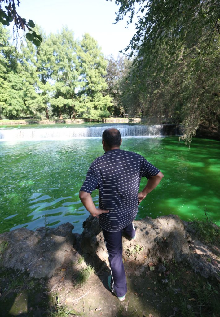 Lambro verde fluorescente