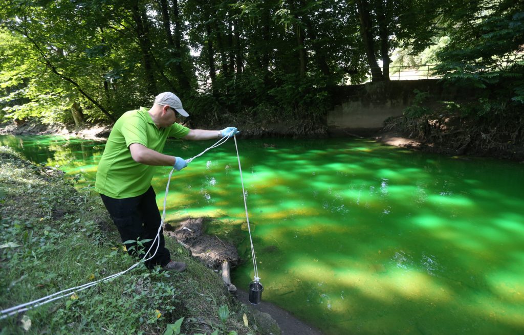 Lambro verde fluorescente