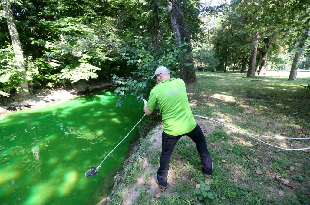 Lambro verde fluorescente