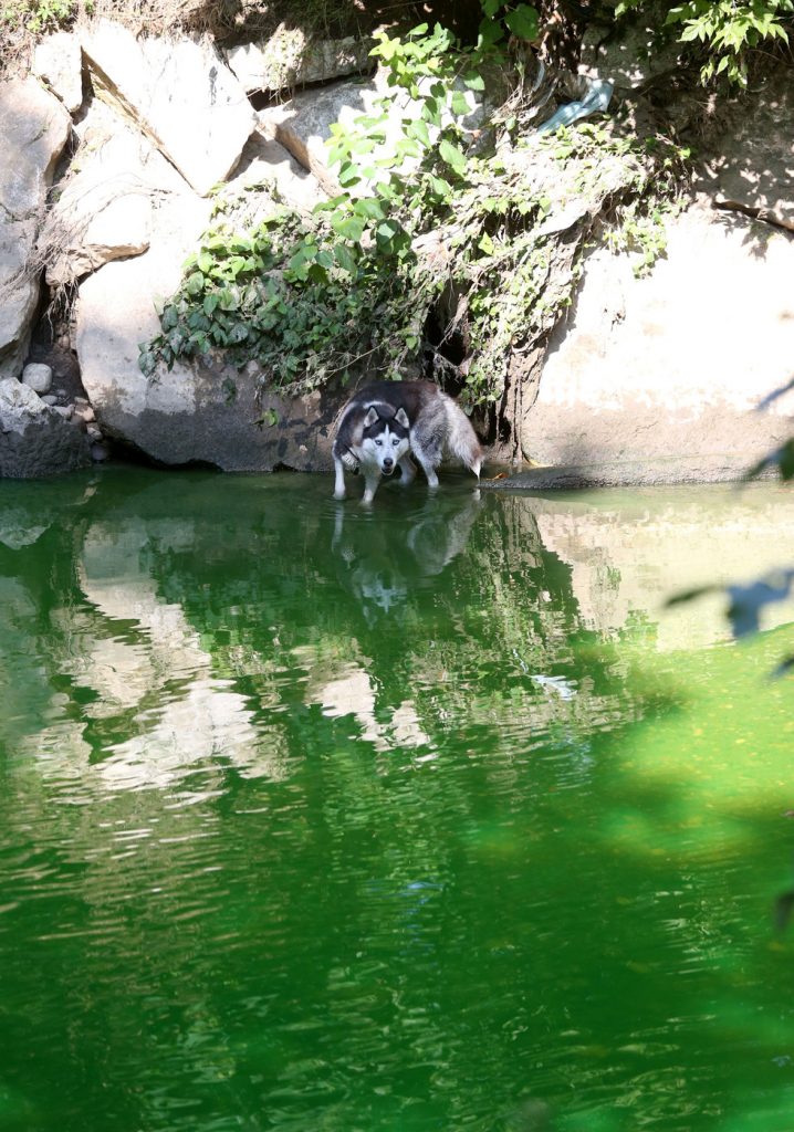 Lambro verde fluorescente