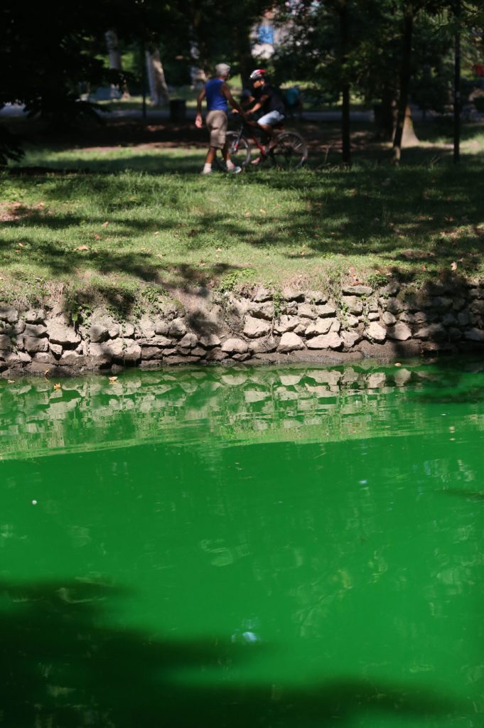 Lambro verde fluorescente