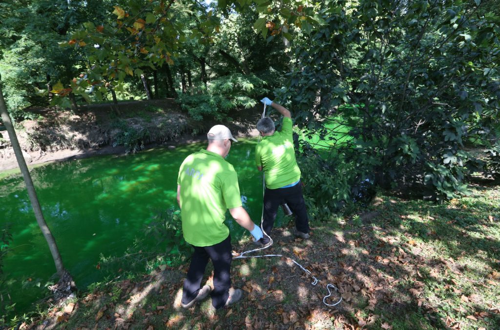 Lambro verde fluorescente