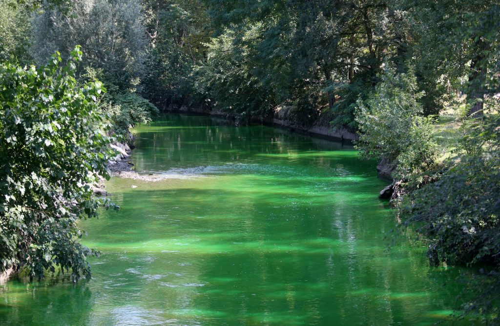 Lambro verde fluorescente