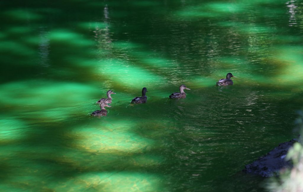 Lambro verde fluorescente