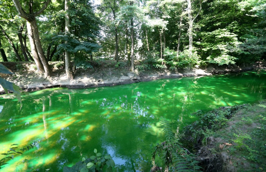Lambro verde fluorescente