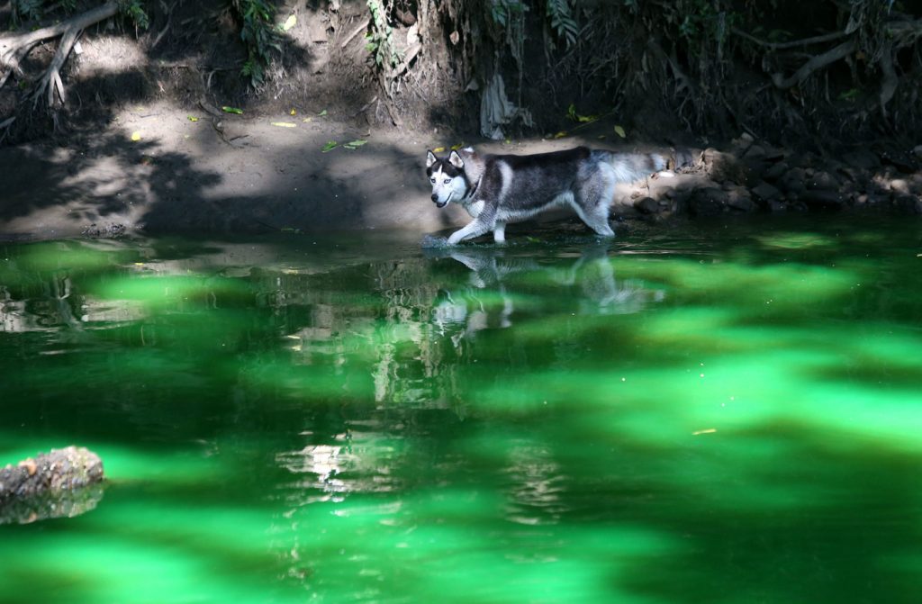Lambro verde fluorescente
