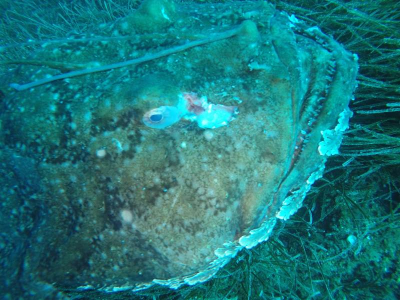 Punta Campanella rana pescatrice