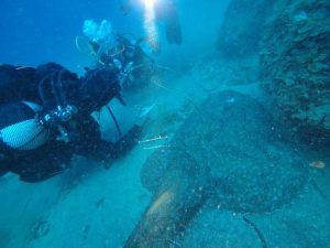Punta Campanella rana pescatrice
