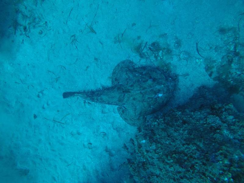 Punta Campanella rana pescatrice