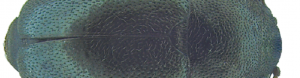 salvan