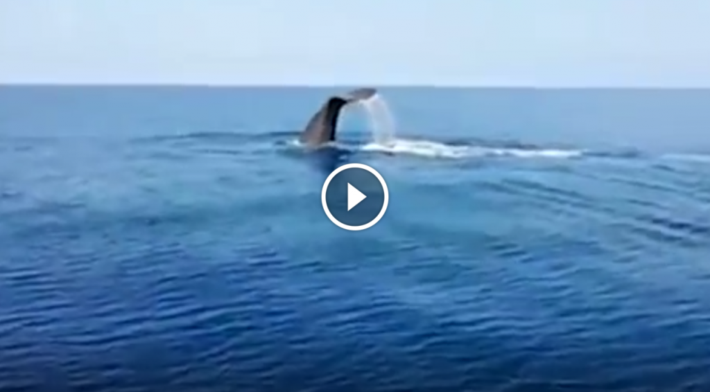 balena praia a mare 7 luglio 2018