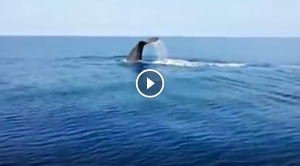 balena praia a mare 7 luglio 2018