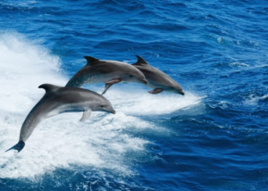 delfini stretto di messina