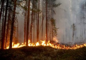 incendi svezia