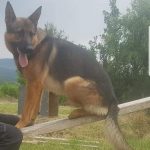 Avvelenato Kaos, il cane eroe del terremoto di Amatrice e Campotosto