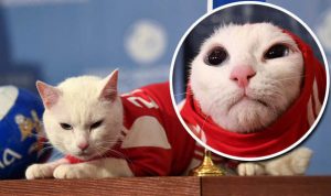 mondiali calcio animali