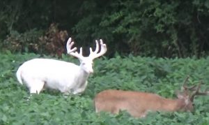 raro cervo albino illinois