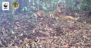 tigre