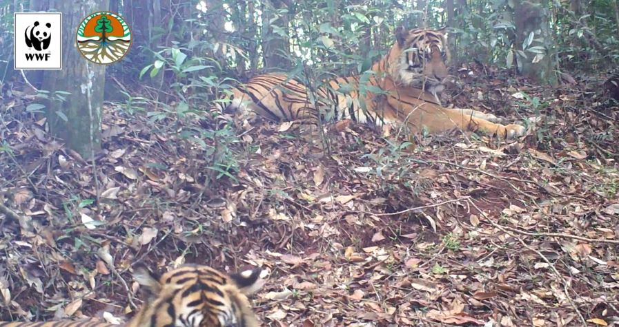 tigre