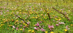 velino camminiamo biodiversità