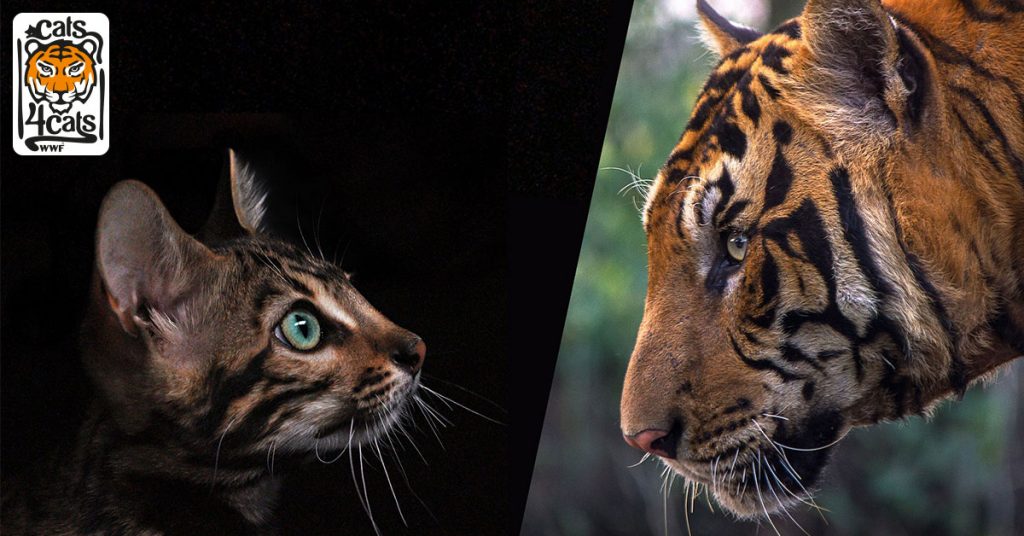 wwf gatti tigri