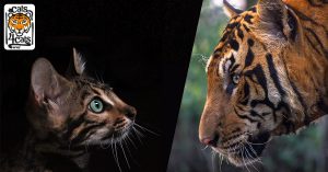 wwf gatti tigri